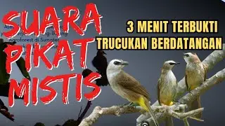 Suara PIKAT Trucukan PALING AMPUH ‼️ Respon Cepat Terbukti Jitu | suara trucukan ribut