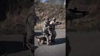 К-9 Малинуа работа в составе группы