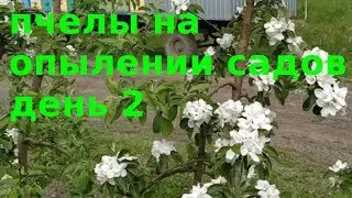 Пчелы на опылении сада. День 2.