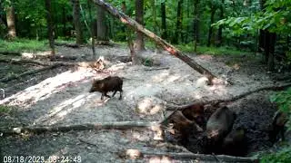 Стадо кабанов. Сеголетки в августе / Herd of wild boars. Yearlings in August.
