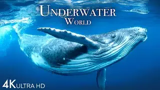 Underwater World 4K - Incredible Colorful Ocean Life | Marine Life | Scenic Relaxation Film