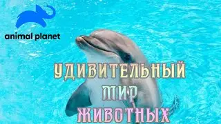 Удивительный мир животных (5). 