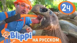 Кормим Черепаху | Изучай этот мир вместе с Блиппи | Blippi Russian