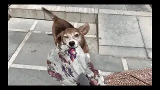 Whoa..!! Leo becomes Popeye after bath | Leo The Beagle