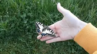 Bob the butterfly