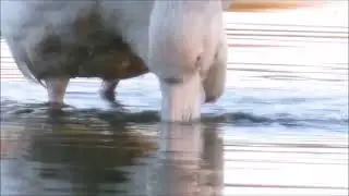 Primerísimo plano de flamenco común filtrando el agua. Charcones de Miguel Esteban 3-5-2024