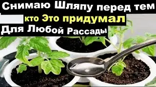 Я В ШОКЕ!  1 ЛОЖКУ В ПОЧВУ ДЛЯ РАССАДЫ И РАССАДА БУДЕТ.. Почва для рассады. Чем подкормить рассаду.