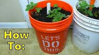 Updated EASIEST How to make Self Watering SIP Planter with 5 Gallon Bucket & Milk Jug PART ONE