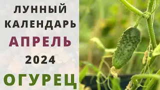 ОГУРЦЫ: Лунный Посевной Календарь на АПРЕЛЬ 2024 год! Когда сажать семена огурцов на рассаду?