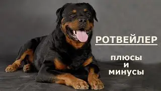 РОТВЕЙЛЕР. Плюсы и минусы породы ROTTWEILER