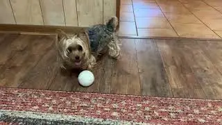 Battery Bouncing Ball Gets Yorkie Excited