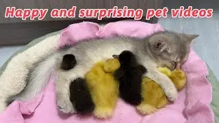 Very magical cute animals!The kitten takes the duckling home and hugs it to sleep.A happy pet video