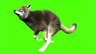 Green screen background Fox || green screen video || green screen Fox || green screen Videos fox run