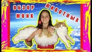обзор ВСЕ МОИ ЖИВОТНЫЕ / все МОИ ХОМЯКИ / Кто у меня живет? /  review ALL MY ANIMALS