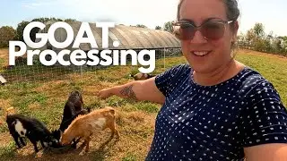 Dairy Goat Processing Day Prep & Highlight Reel (w/ Burger Bun Recipe!)