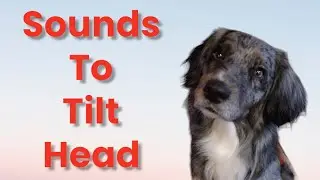 Sounds That Tilt a Dogs Head ~ Sounds Dogs Love