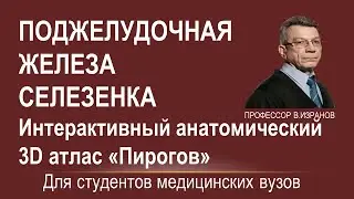 ПОДЖЕЛУДОЧНАЯ ЖЕЛЕЗА И СЕЛЕЗЕНКА: отношение к брюшине