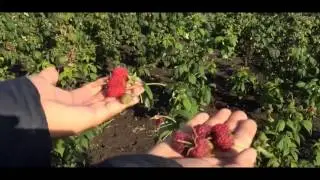 Малина и малина ремонтантная сорта Бриллиантовая, Полка, Рубиновое ожерелье и др  u5 Ao8QLvaA ao1Gs1