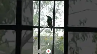 Capturing a Bird on Galaxy S20 fe #s20fe