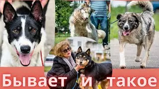 Спасённые и никому не нужные. Якутские собаки.