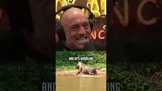 Jaguars Hunt Crocodiles - Joe Rogan