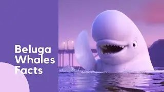 I'm OBSESSED with Beluga Whales Facts!