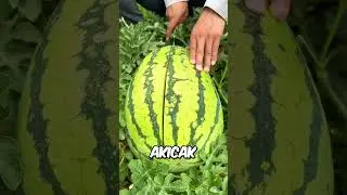 Bu Karpuzun İçini Görünce Şok Olacaksınız!🍉😱😱