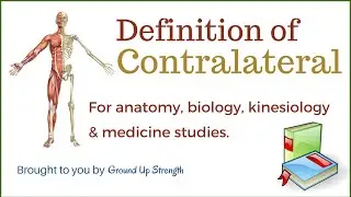 Contralateral Definition (Anatomy, Kinesiology, Medicine)