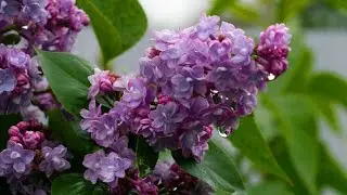 Сирень - С. Рахманинов - S.Rachmaninov - Lilac...