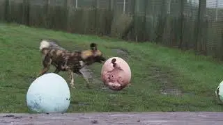 Egg-citing Easter Enrichment for Endangered Dogs 🐾