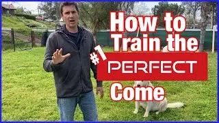 Training your dog to come every time