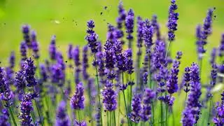 flowers,lavender,plants intro video