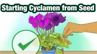 Starting Cyclamen from Seed