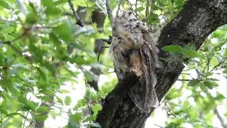 hibou moyen-duc toilettage