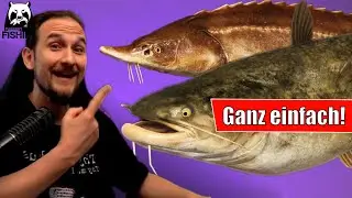 Russian Fishing 4 - Tunguska - Einfach auf Grund! Top Spot: Sterlet und Amurwels