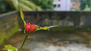 Nature Footage 4K by Mobile