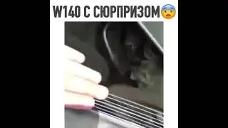 Кабан с сюрпризом