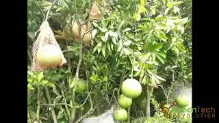 how to cultivate pomelo