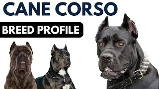 Cane Corso Breed Profile - Everything You Need To Know About Cane Corso – Italian Mastiff