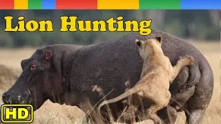 Lion Documentary - Hippo vs Lion vs Zebra - Nat Geo Wild Documentary HD