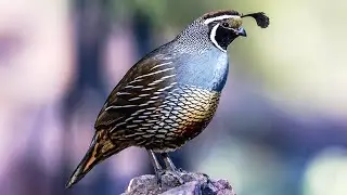 10 Most Beautiful Quails In The World