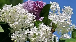 Сирень. Музыкальная открытка.