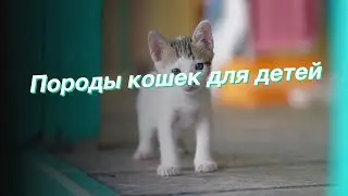 Породы кошек для детей