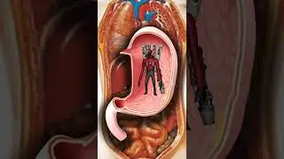 speaker men titan crawled into his stomach