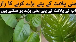 How to get big leaves on money plants || Money plant Fertilizer| Big leaves Money plant