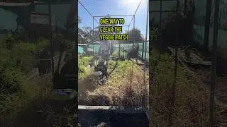 Satisfying Veggie Garden Clean Up 