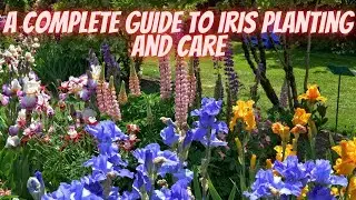 Iris | How to Divide, Plant, Fertilize, and Prune