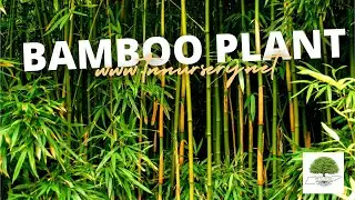 Bamboo Plants Are Also Called Running Bamboo| TN Nursery | Contact us At 931.692.7325