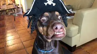Funny Dogs That Will Change Your Mood for Good