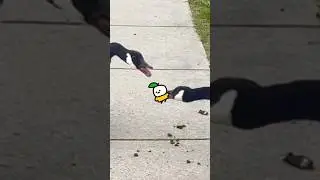 The Ducks be Fighting?